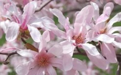Leonard Messel Star Magnolia - 1 Gallon Pot -Green Haven Sales Magnolia Leonard Messel 23