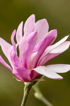 Leonard Messel Star Magnolia - 1 Gallon Pot -Green Haven Sales Magnolia Leonard Messel 26