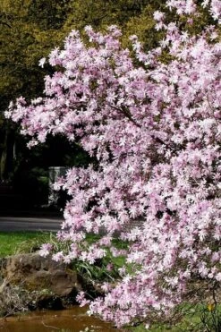 Leonard Messel Star Magnolia - 1 Gallon Pot -Green Haven Sales Magnolia Leonard Messel 3