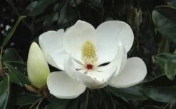 Kay Parris Southern Magnolia - 7 Gallon Pot (3-4') 16 Kay Parris Southern Magnolia - 7 Gallon Pot (3-4') -Green Haven Sales Magnolia Little Gem Bloom 2 2