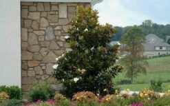 Little Gem Dwarf Southern Magnolia - 3 Gallon Pot (1.5-2.5') -Green Haven Sales Magnolia Little Gem Home Corner