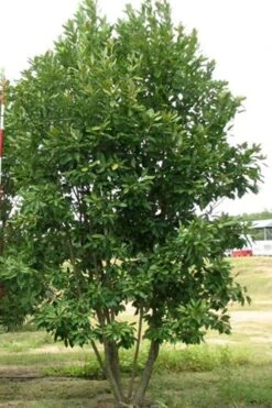 Moonglow Sweetbay Magnolia Tree (Magnolia Virginiana 'Jim Wilson') - 1 Gallon Pot 10 Moonglow Sweetbay Magnolia Tree (Magnolia Virginiana 'Jim Wilson') - 1 Gallon Pot -Green Haven Sales Magnolia Moonglow Sweetbay 6