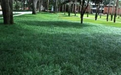 Tall Mondo Grass - 1 Gallon Pot -Green Haven Sales Mondo Grass 21