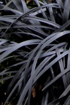 Black Mondo Grass (Ophiopogon Planiscapus 'Nigrescens') - 5 Pack Of Quart Pots 13 Black Mondo Grass (Ophiopogon Planiscapus 'Nigrescens') - 5 Pack Of Quart Pots -Green Haven Sales Mondo Grass Black 10