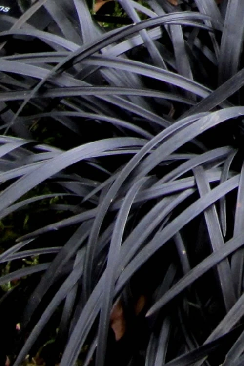 Black Mondo Grass (Ophiopogon Planiscapus 'Nigrescens') - 5 Pack Of Quart Pots 7 Black Mondo Grass (Ophiopogon Planiscapus 'Nigrescens') - 5 Pack Of Quart Pots - Image 7