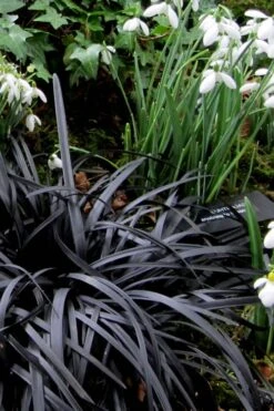 Black Mondo Grass (Ophiopogon Planiscapus 'Nigrescens') - 5 Pack Of Quart Pots 12 Black Mondo Grass (Ophiopogon Planiscapus 'Nigrescens') - 5 Pack Of Quart Pots -Green Haven Sales Mondo Grass Black 11