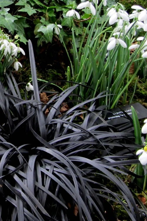 Black Mondo Grass (Ophiopogon Planiscapus 'Nigrescens') - 5 Pack Of Quart Pots 6 Black Mondo Grass (Ophiopogon Planiscapus 'Nigrescens') - 5 Pack Of Quart Pots - Image 6