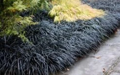 Black Mondo Grass (Ophiopogon Planiscapus 'Nigrescens') - 5 Pack Of Quart Pots 11 Black Mondo Grass (Ophiopogon Planiscapus 'Nigrescens') - 5 Pack Of Quart Pots -Green Haven Sales Mondo Grass Black 12