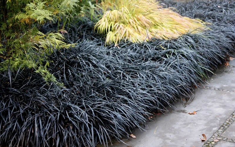 Black Mondo Grass (Ophiopogon Planiscapus 'Nigrescens') - 5 Pack Of Quart Pots 5 Black Mondo Grass (Ophiopogon Planiscapus 'Nigrescens') - 5 Pack Of Quart Pots - Image 5