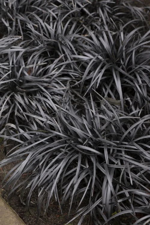 Black Mondo Grass (Ophiopogon Planiscapus 'Nigrescens') - 5 Pack Of Quart Pots 1 Black Mondo Grass (Ophiopogon Planiscapus 'Nigrescens') - 5 Pack Of Quart Pots