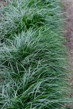 Tall Mondo Grass - 1 Gallon Pot -Green Haven Sales Mondo Grass Black 23