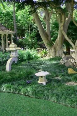 Tall Mondo Grass - 1 Gallon Pot -Green Haven Sales Mondo Grass Black 25