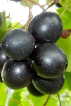 Cowart Black Muscadine Grape Vine - 6 Pack Of 1 Gallon Pots