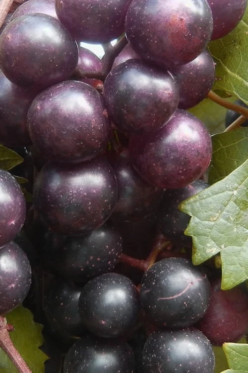 Creek Black Muscadine Grape Vine - 1 Gallon Pot 1 Creek Black Muscadine Grape Vine - 1 Gallon Pot