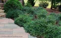 Harbor Belle Dwarf Nandina - 1 Gallon Pot -Green Haven Sales Nandina Harbor Belle 11