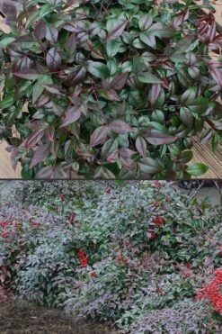 Harbor Belle Dwarf Nandina - 1 Gallon Pot -Green Haven Sales Nandina Harbor Belle 500x750 1
