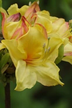 Canary Isles Aromi Azalea (Rhododendron Hybrid) - 3 Gallon Pot -Green Haven Sales Native Azalea Canary Isles 5