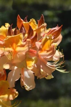 Dancing Rabbit Aromi Azalea (Rhododendron Hybrid) - 3 Gallon Pot 7 Dancing Rabbit Aromi Azalea (Rhododendron Hybrid) - 3 Gallon Pot -Green Haven Sales Native Azalea Dancing Rabbit 2