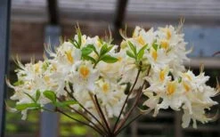 High Tide Aromi Azalea (Deciduous Rhododendron Hybrid) - 1 Gallon Pot -Green Haven Sales Native Azalea High Tide 2