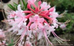 Varnadoes Phlox Pink Native Azalea - Rhododendron Canescens - 1 Gallon Pot 21 Varnadoes Phlox Pink Native Azalea - Rhododendron Canescens - 1 Gallon Pot -Green Haven Sales Native Azalea Phlox Pink 30