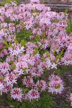 Pinxterbloom Azalea (Rhododendron Periclymenoides) - 3 Gallon Pot -Green Haven Sales Native Azalea Pinxterbloom 1