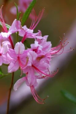 Pinxterbloom Azalea (Rhododendron Periclymenoides) - 3 Gallon Pot -Green Haven Sales Native Azalea Pinxterbloom 10