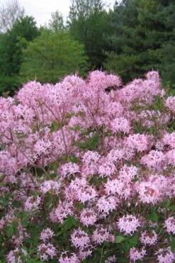 Pinxterbloom Azalea (Rhododendron Periclymenoides) - 3 Gallon Pot -Green Haven Sales Native Azalea Pinxterbloom 3