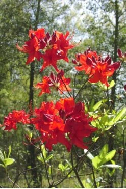 Radiant Red Aromi Azalea (Rhododendron Hybrid) - 1 Gallon Pot -Green Haven Sales Native Azalea Radiant Red 6