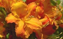 Solar Glow Sunbow Azalea - 3 Gallon Pot -Green Haven Sales Native Azalea Solar Glow 2