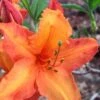 Solar Glow Sunbow Azalea - 3 Gallon Pot