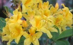 Sunny Side Up Aromi Azalea (Rhododendron Hybrid) - 3 Gallon Pot -Green Haven Sales Native Azalea Sunny Side Up 5