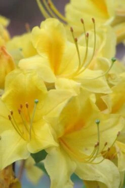 Sunny Side Up Aromi Azalea (Rhododendron Hybrid) - 3 Gallon Pot -Green Haven Sales Native Azalea Sunny Side Up 6