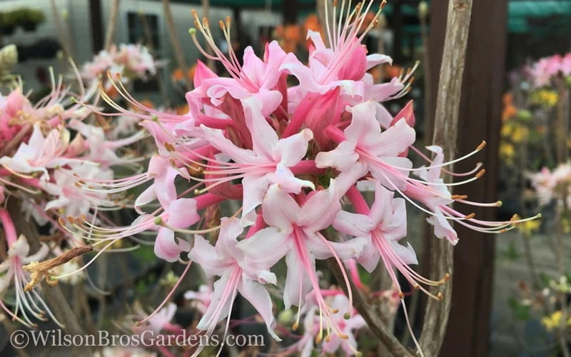 Varnadoes Phlox Pink Native Azalea - Rhododendron Canescens - 1 Gallon Pot 7 Varnadoes Phlox Pink Native Azalea - Rhododendron Canescens - 1 Gallon Pot - Image 7