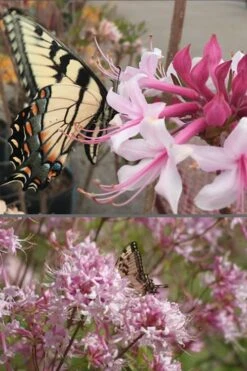 Varnadoes Phlox Pink Native Azalea - Rhododendron Canescens - 1 Gallon Pot 14 Varnadoes Phlox Pink Native Azalea - Rhododendron Canescens - 1 Gallon Pot -Green Haven Sales Native Azalea Varnadoes Pink Phlox 55