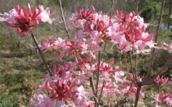 Varnadoes Phlox Pink Native Azalea - Rhododendron Canescens - 1 Gallon Pot 16 Varnadoes Phlox Pink Native Azalea - Rhododendron Canescens - 1 Gallon Pot -Green Haven Sales Native Azalea Varnadoes pink Blooms 3
