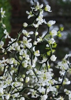 Flying Dragon Hardy Orange Tree - 3 Gallon Pot -Green Haven Sales Orange Flying Dragon 10