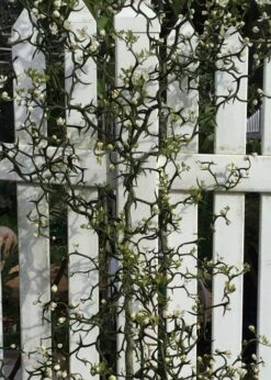 Flying Dragon Hardy Orange Tree - 3 Gallon Pot -Green Haven Sales Orange Flying Dragon 3