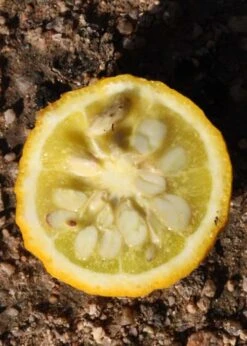 Flying Dragon Hardy Orange Tree - 3 Gallon Pot -Green Haven Sales Orange Flying Dragon 5