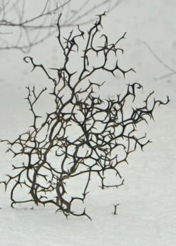 Flying Dragon Hardy Orange Tree - 3 Gallon Pot -Green Haven Sales Orange Flying Dragon 7