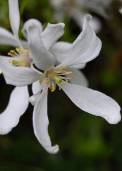 Flying Dragon Hardy Orange Tree - 3 Gallon Pot -Green Haven Sales Orange Flying Dragon 8