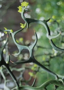 Flying Dragon Hardy Orange Tree - 3 Gallon Pot -Green Haven Sales Orange Flying Dragon 9