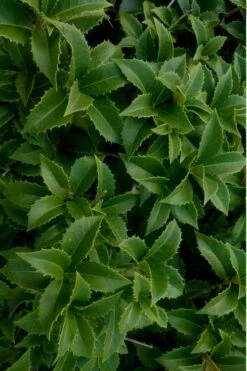 Wheeler's Cold Hardy Fragrant Tea Olive (Osmanthus) - 3 Gallon Pot -Green Haven Sales Osmanthus Carl Wheeler 15