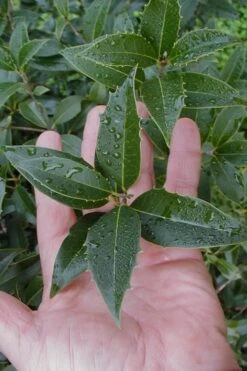 Wheeler's Cold Hardy Fragrant Tea Olive (Osmanthus) - 3 Gallon Pot -Green Haven Sales Osmanthus Carl Wheeler 6