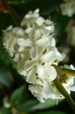 Wheeler's Cold Hardy Fragrant Tea Olive (Osmanthus) - 3 Gallon Pot -Green Haven Sales Osmanthus Carl Wheeler 9