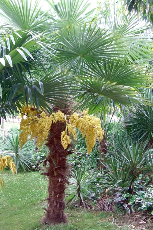 Windmill Cold Hardy Palm Tree - 2 Gallon Pot 7 Windmill Cold Hardy Palm Tree - 2 Gallon Pot - Image 7