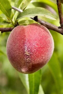 Bonanza Dwarf Patio Peach Tree - 3 Gallon Pot 12 Bonanza Dwarf Patio Peach Tree - 3 Gallon Pot -Green Haven Sales Peach Bonanza 1