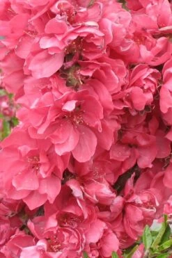 Bonanza Dwarf Patio Peach Tree - 3 Gallon Pot 11 Bonanza Dwarf Patio Peach Tree - 3 Gallon Pot -Green Haven Sales Peach Bonanza 3