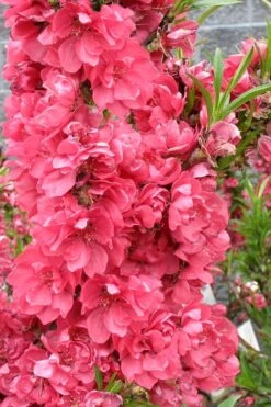 Bonanza Dwarf Patio Peach Tree - 3 Gallon Pot 14 Bonanza Dwarf Patio Peach Tree - 3 Gallon Pot -Green Haven Sales Peach Bonanza 4