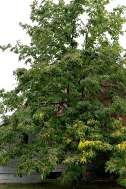 American Persimmon Tree - Diospyros Virginiana - 2 Gallon Pot -Green Haven Sales Persimmon American 2