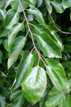 American Persimmon Tree - Diospyros Virginiana - 2 Gallon Pot -Green Haven Sales Persimmon American 3